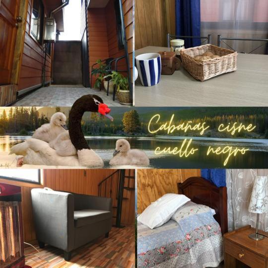 Cabanas Cisne Cuello Negro Apartment Valdivia Bagian luar foto